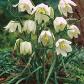 Hectarul - Ladita 2500 bulbi de lalea pestrita SPECIES FRITILLARIA Meleagris Alba